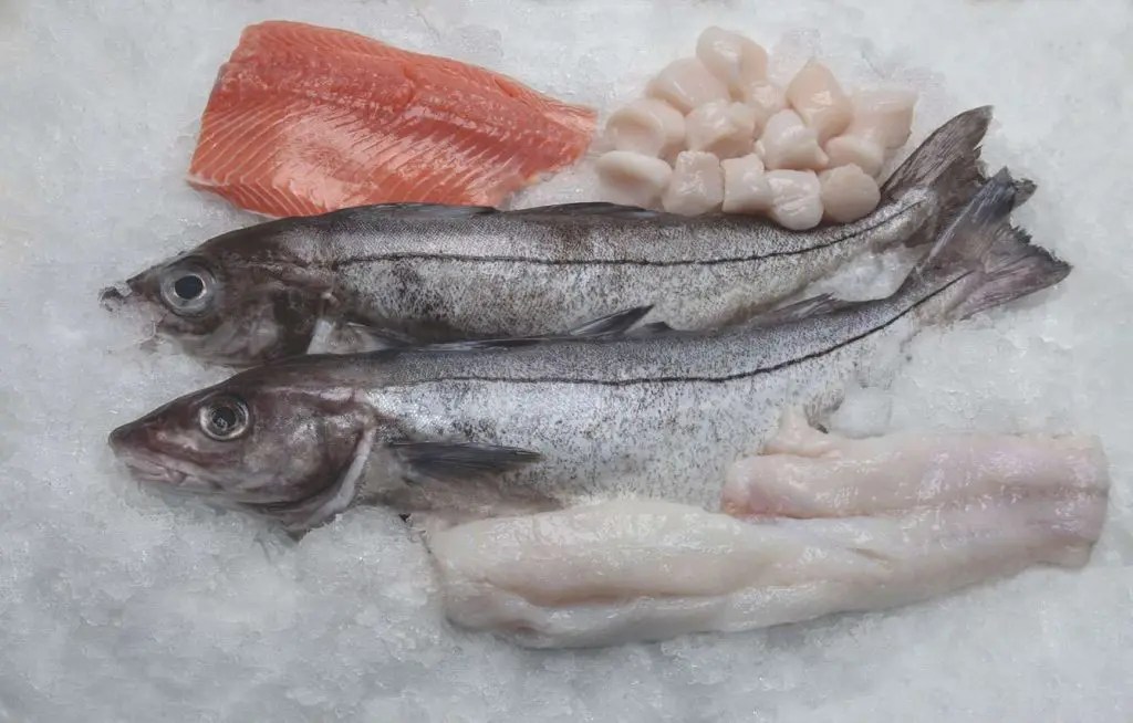 Ways to Make Frozen Fish Taste Fresh Channel Fish Processing Company