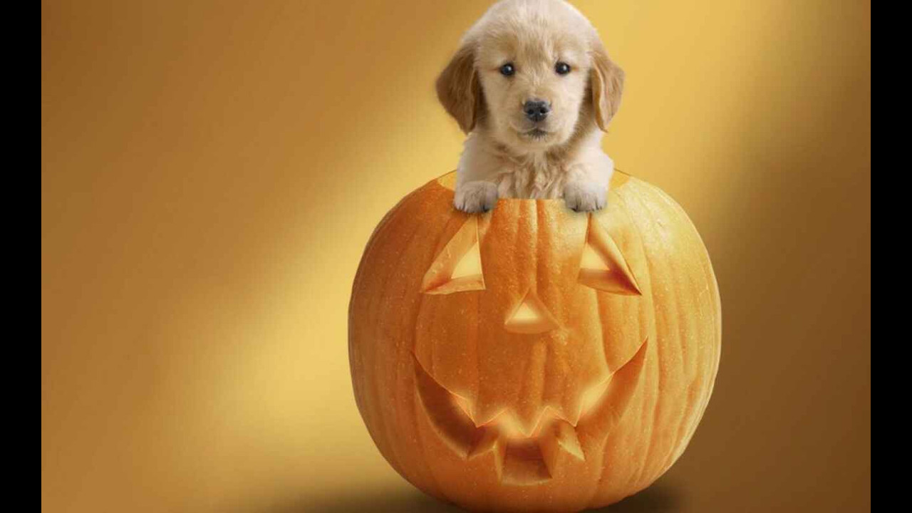 Halloween 2016 TV App Roku Channel Store Roku