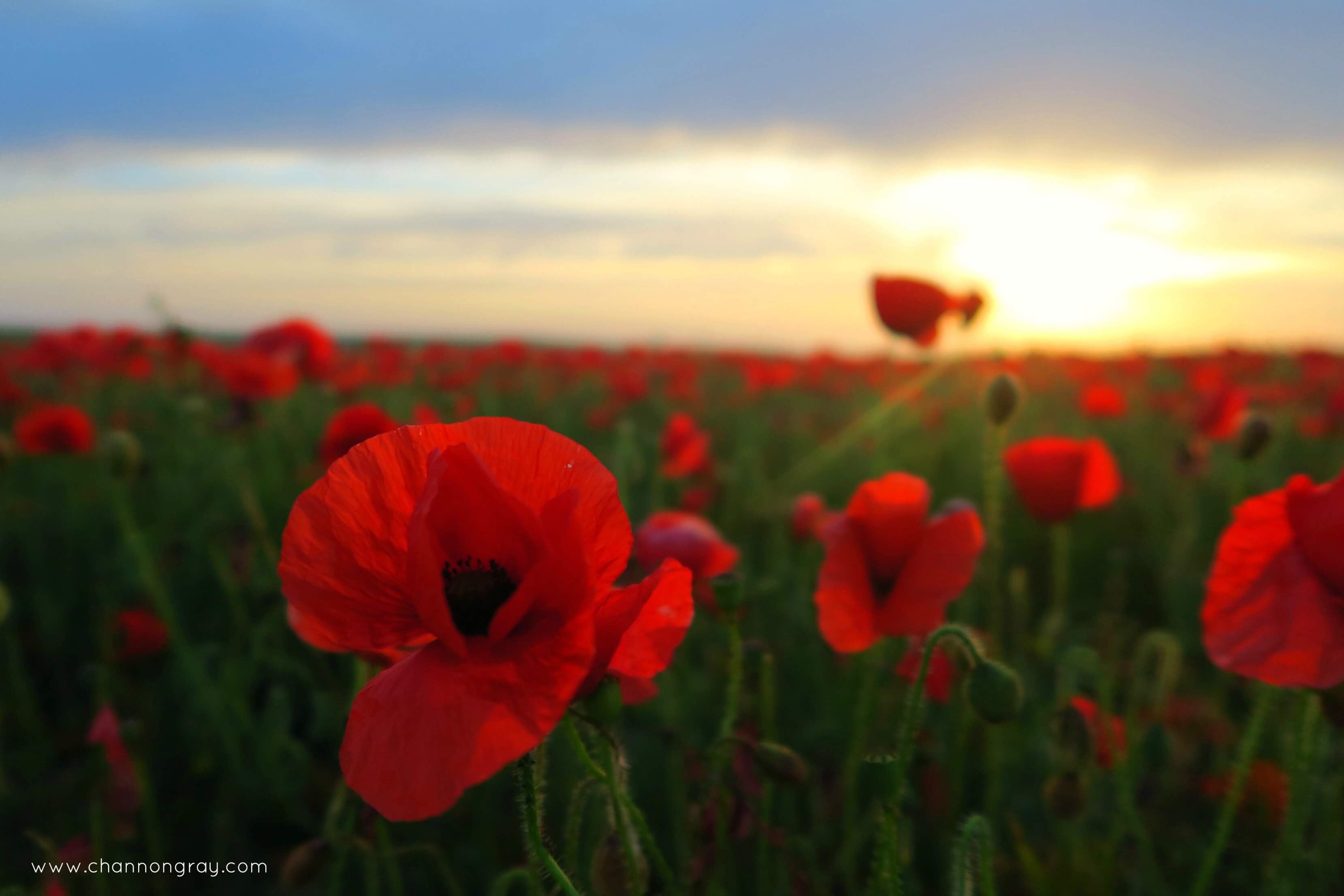 Poppy Fields at West Pentire, Cornwall Graduate Life // heythereChannon