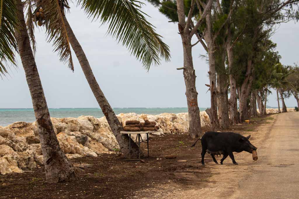 The Best Restaurants in Nuku’alofa, Tongatapu, Tonga Chantae Was Here
