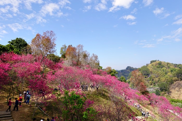 【台中．大坑】- 2015大坑濁水巷櫻花林．山谷中的豔紅八重櫻無料開放 (2015.02.15 花況)