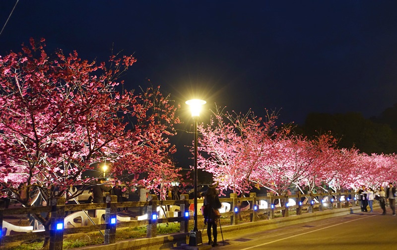 【台中．后里】- 泰安派出所．燈光下的絢麗夜櫻(2015.02.15花況)