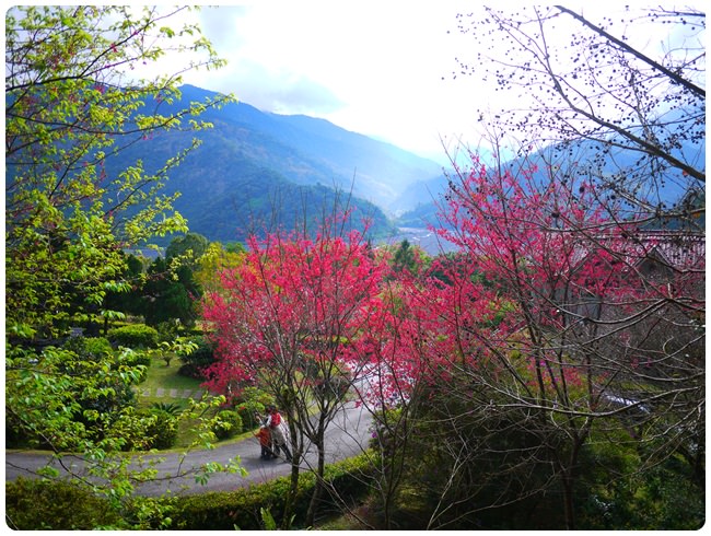 【棲蘭．櫻花】- 2013的第一株櫻花 @  棲蘭國家森林遊樂區 (1/26花況)