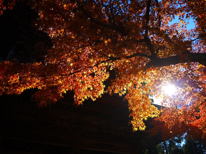 【13 秋日．鎌倉散策 】- 楓葉紅似火 漫遊北鎌倉円覺寺