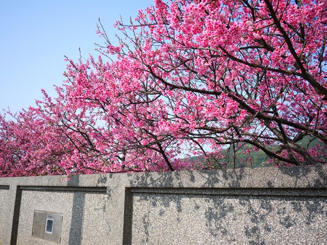 【台北．陽明山】- 北部春節出遊最佳賞櫻點。平菁街42巷 (2014/01/30花況)