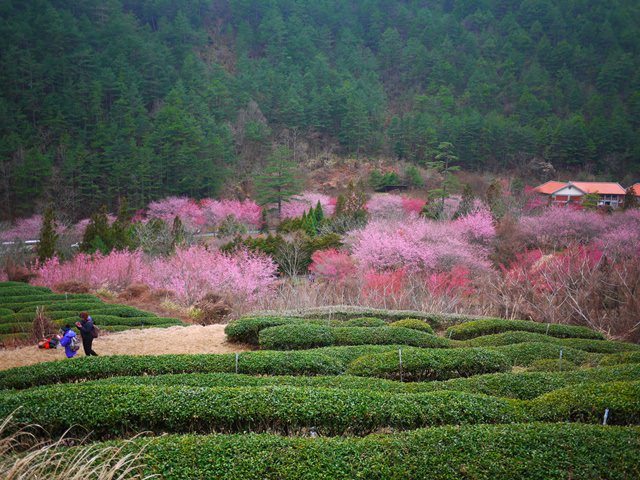 【台中．武陵】- 每年最大的賞櫻盛典．武陵農場櫻花祭(2014/02/16花況)