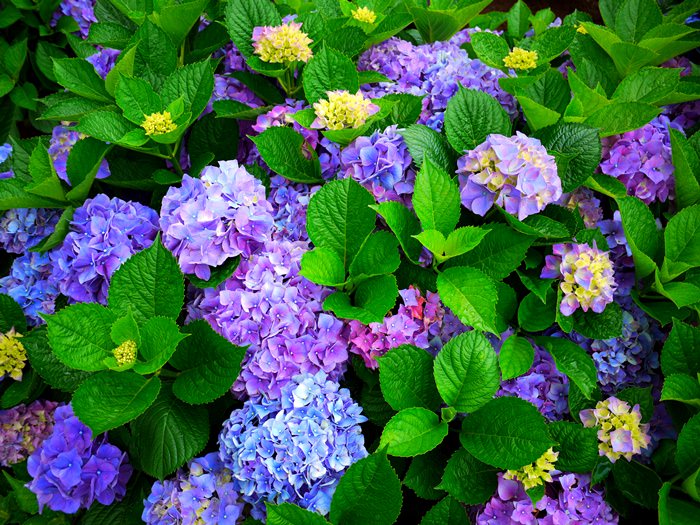 【台北．陽明山】-  用盛開的繡球花代表幸福滿滿的六月份吧．竹子湖水車寮步道 (2014/05/31花況)