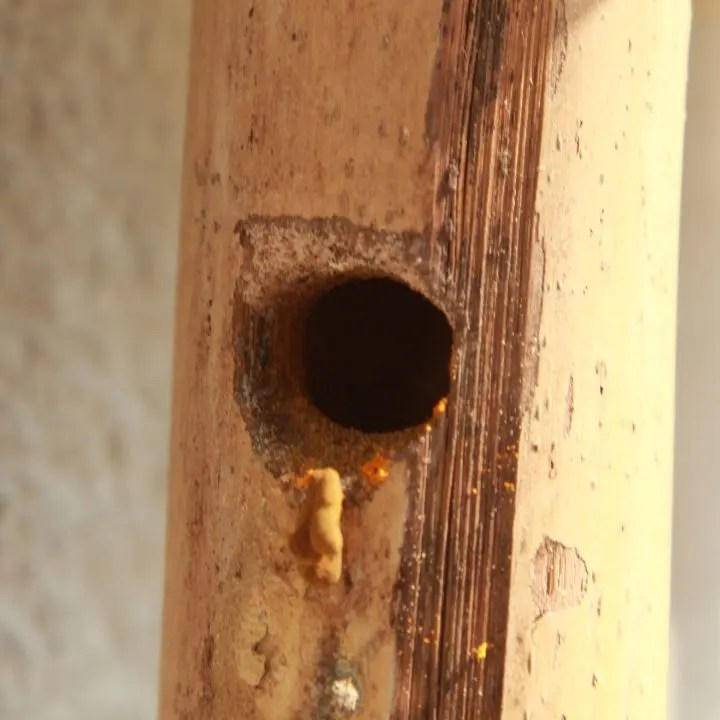 Carpenter Bee Traps How To DIY Your Own Chaotically Yours