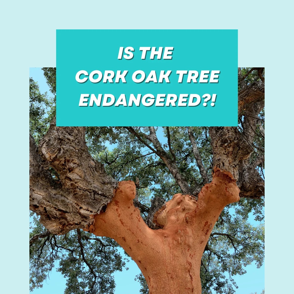 Is the Cork Oak Tree Endangered?! Chapada Eco Cork