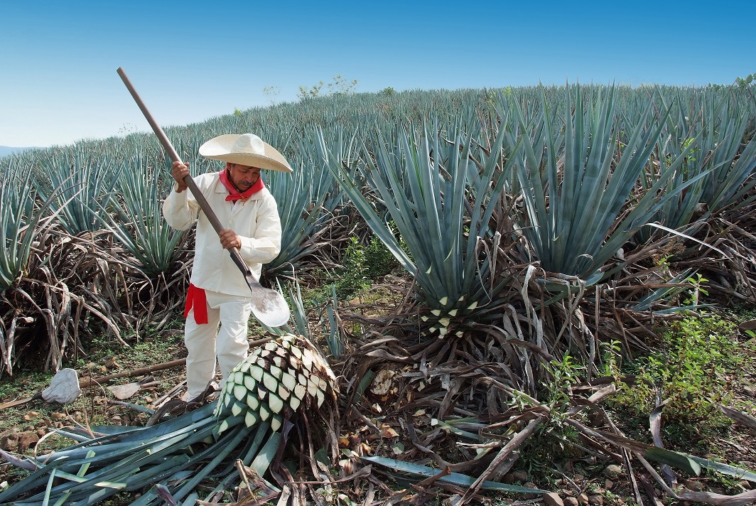 Agave Plant Tequila