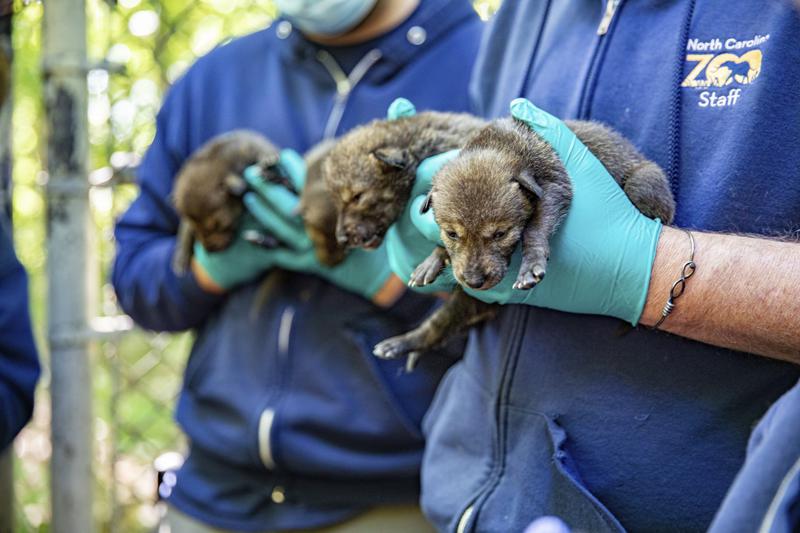 Endangered Red Wolves Born at North Carolina Zoo, Doing Well
