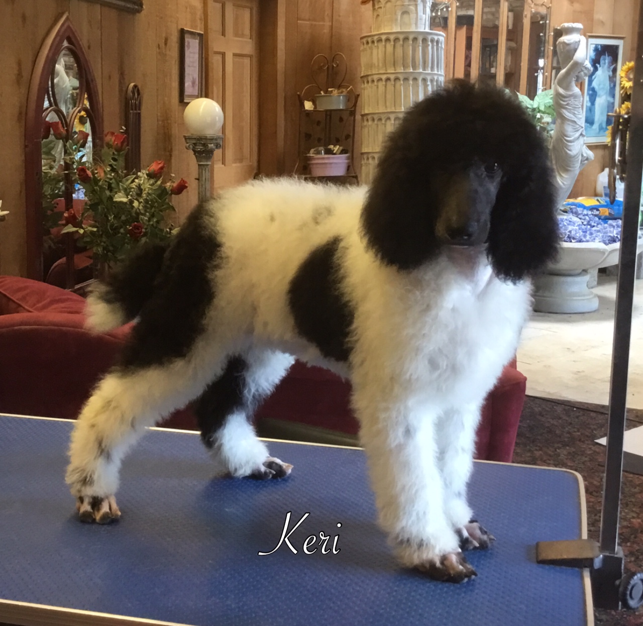 image Chapin's AKC Royal Standard Poodles of Northeast Ohio