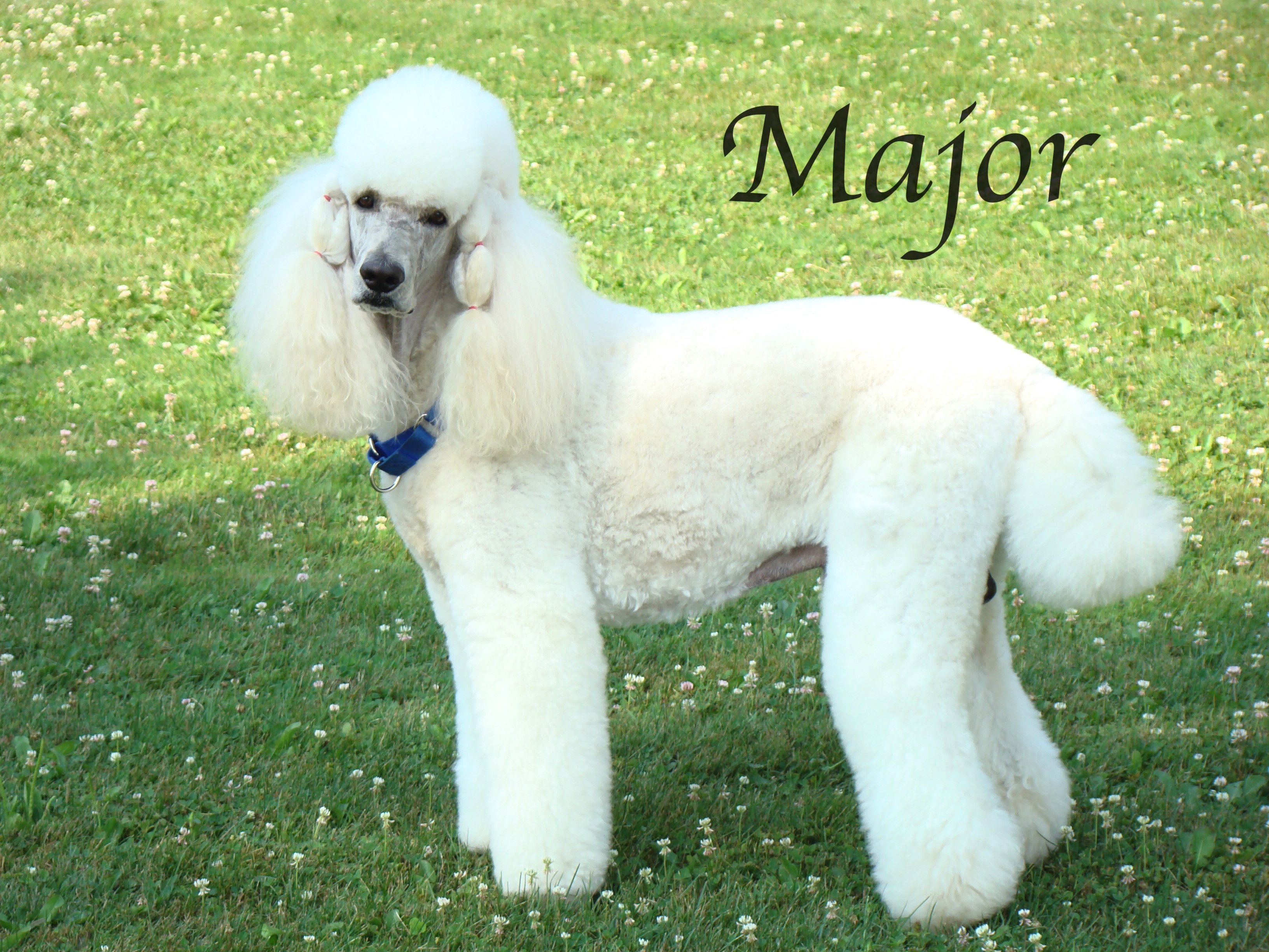 DSC01002Major Chapin's AKC Royal Standard Poodles of Northeast Ohio