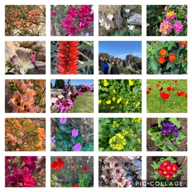 Spring Wild Flowers in Israel Chaplain Dave Online