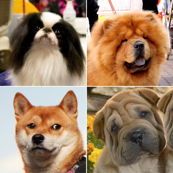 10 Asian Dog Breeds That Are Beyond Cute Character Media