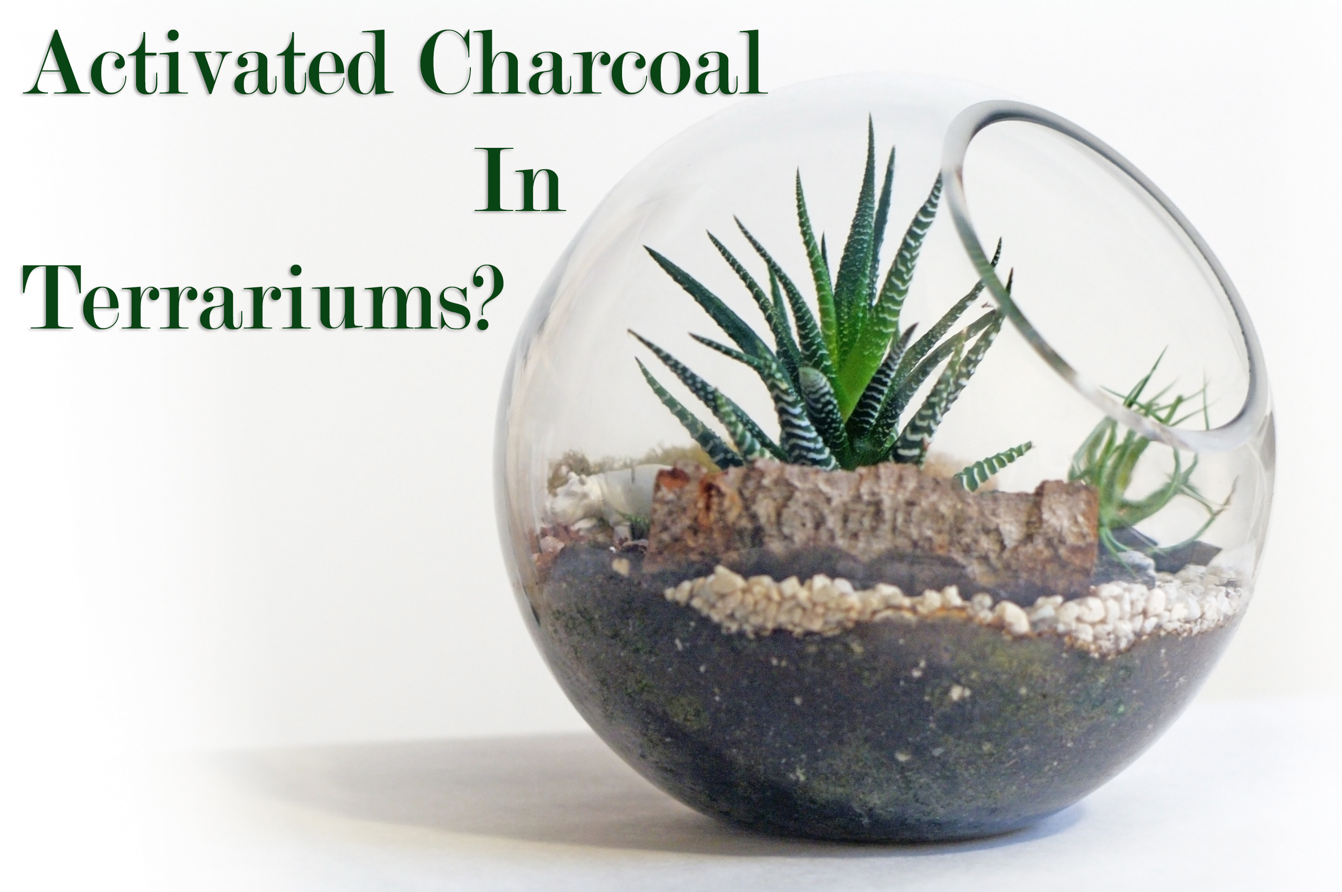 What Does Activated Charcoal Do In A Terrarium WHATDOSA What Does Activated Charcoal Do In A Terrarium WHATDOSA