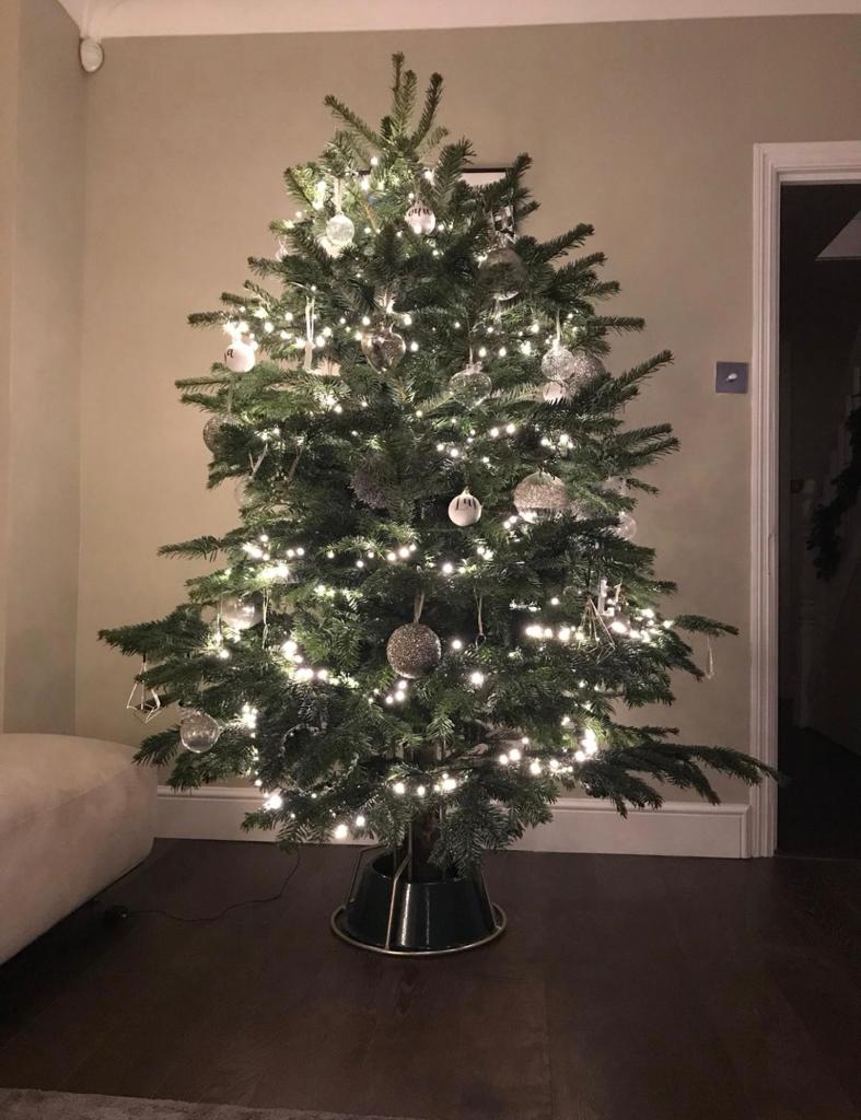 Premium Nordman Fir Christmas Tree 5FT6FT Charfleets Fencing