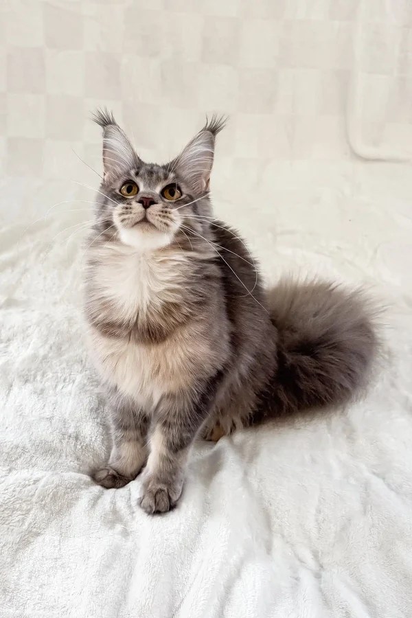 Maine Coon Rescue Maine Coon Cats For Adoption Near You