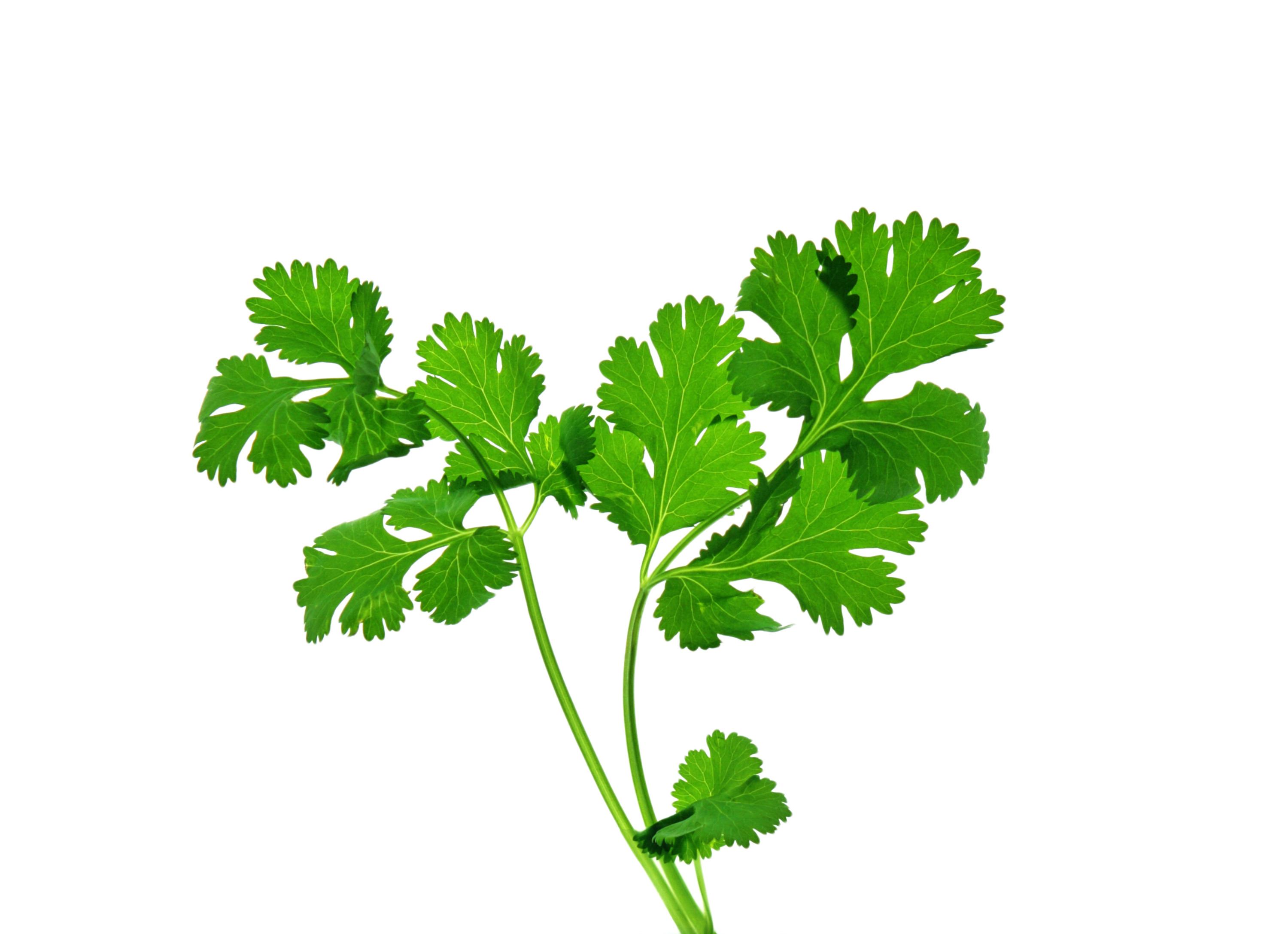Cilantro is SweetSmelling Herb to Healing Spices Charismatic