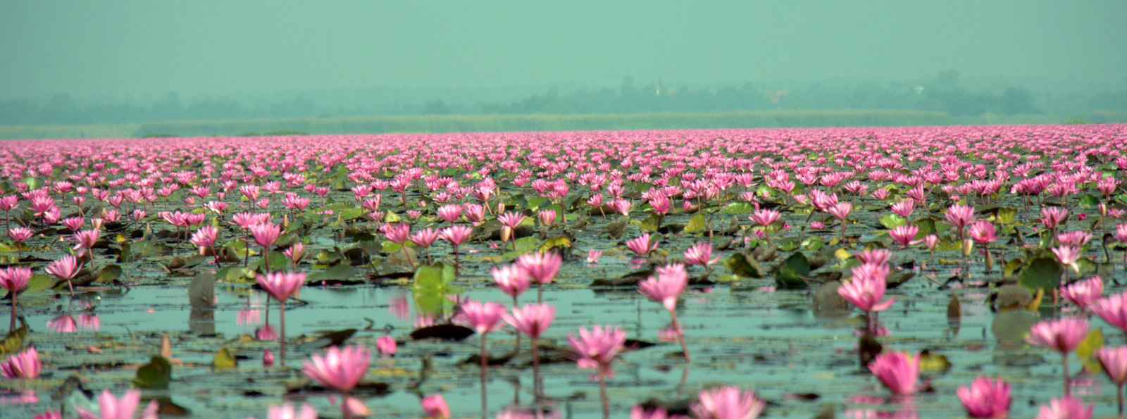 Pink Flowers Lotus Lake