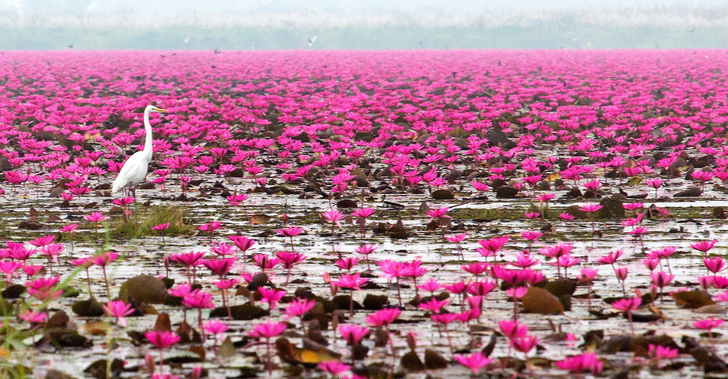 Pink Flowers Lotus Lake