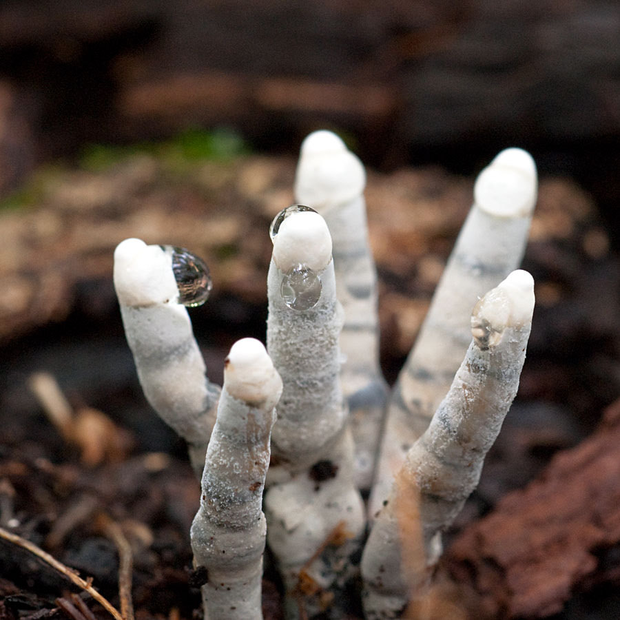 The Dead Man's Fingers