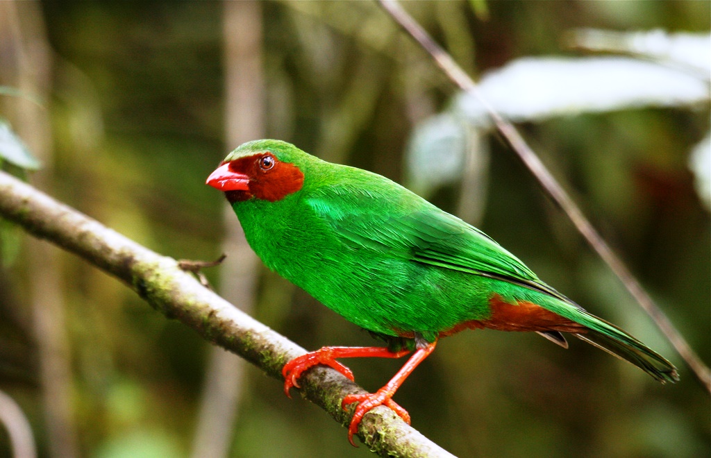 Grass Green Tanager A Distinctive Small Passerine Bird