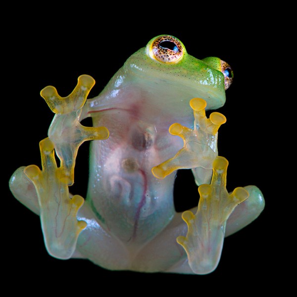 The Transparent Glass Frogs, Which Internal Organs Are Visible Through