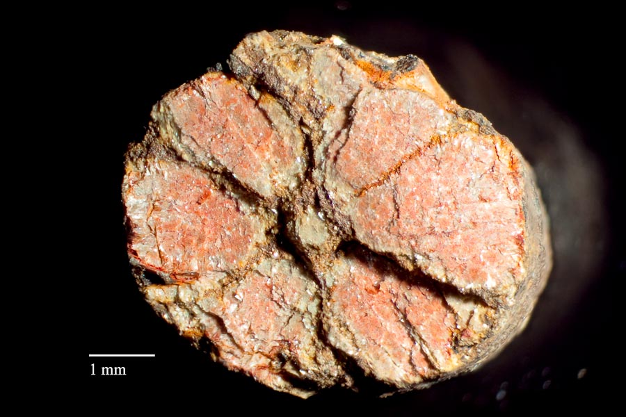 Cherry Blossom Stones Natural Geological Wonder