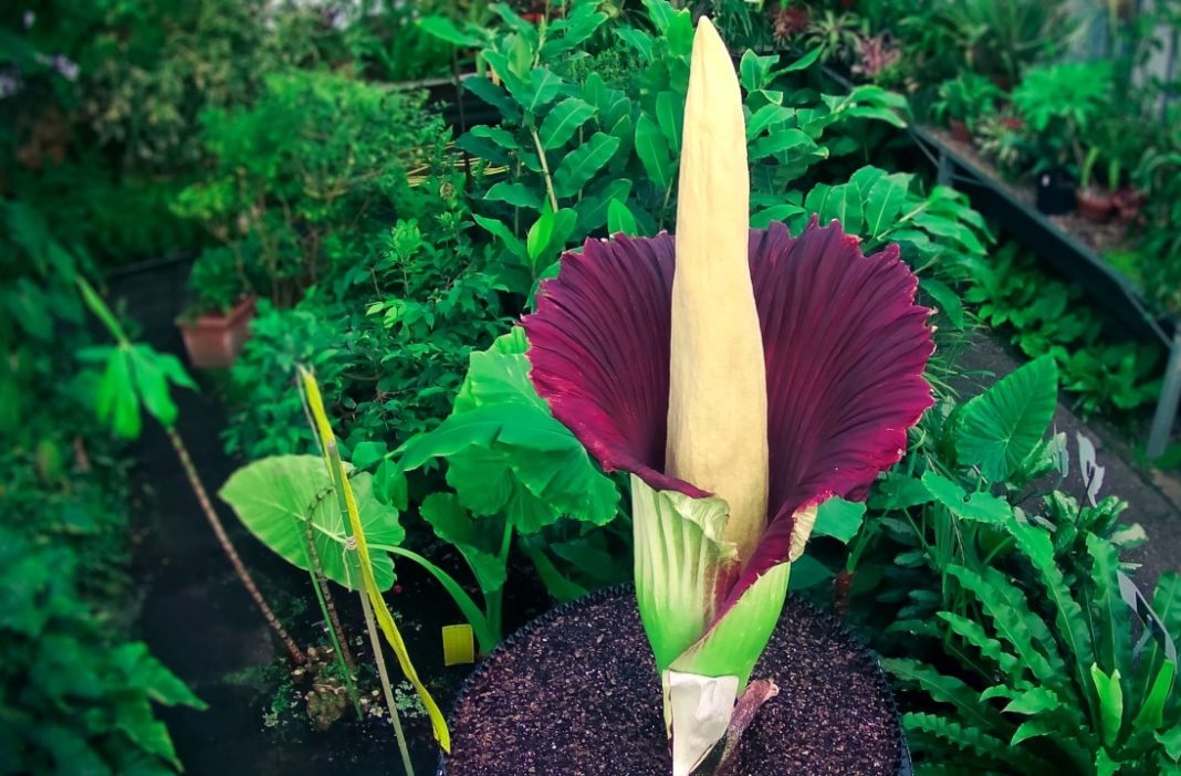 The Amorphophallus Titanum Charismatic