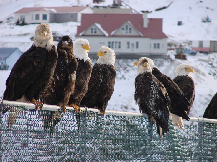 Unalaska The Town of Violent Bald Eagles