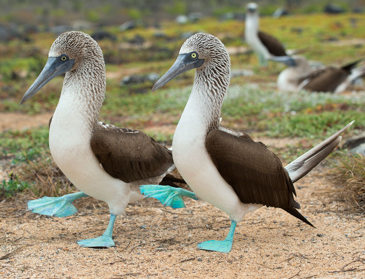 BlueFooted Booby Pride Due to Marvelous Feet