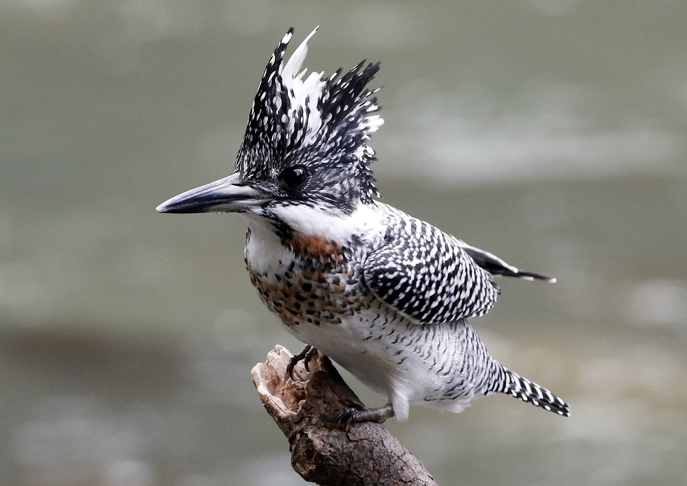 The Crested Kingfisher (Megaceryle lugubris)