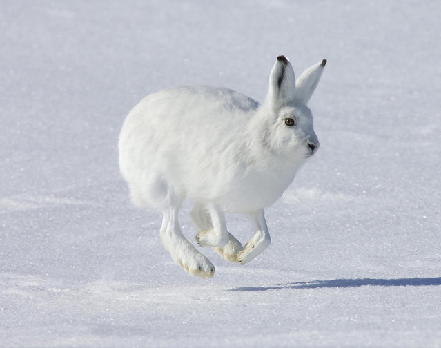 The Amazing Arctic Hare Nature’s Winter Wonder