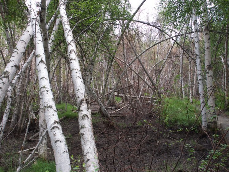 Why Drunken Trees Behave in Mysterious Way