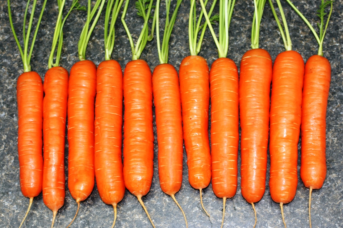 How to Grow Best Flavors & Sweet Carrots