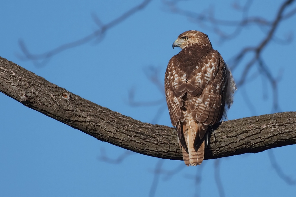 Red-Tailed Hawk (buteo hawks)