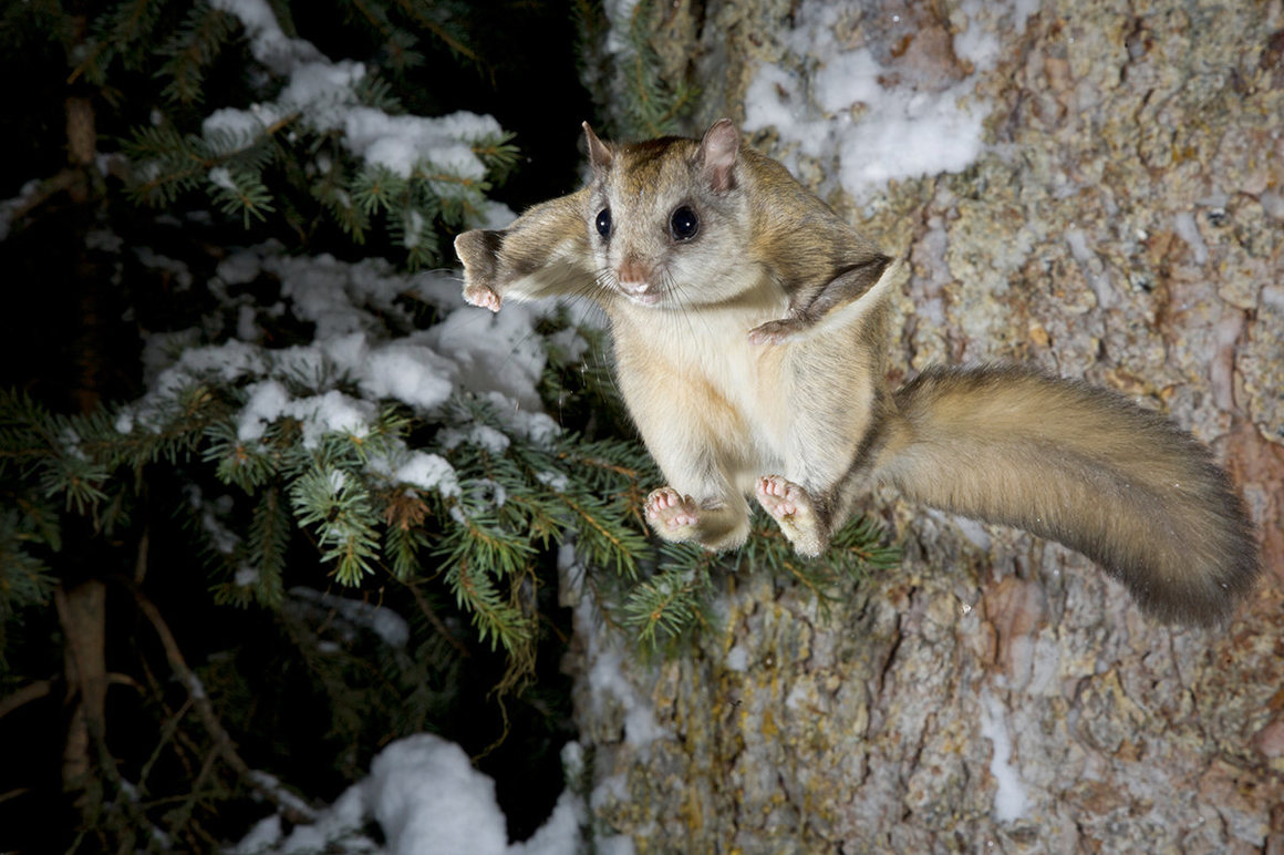 The Amazing Northern Flying Squirrel