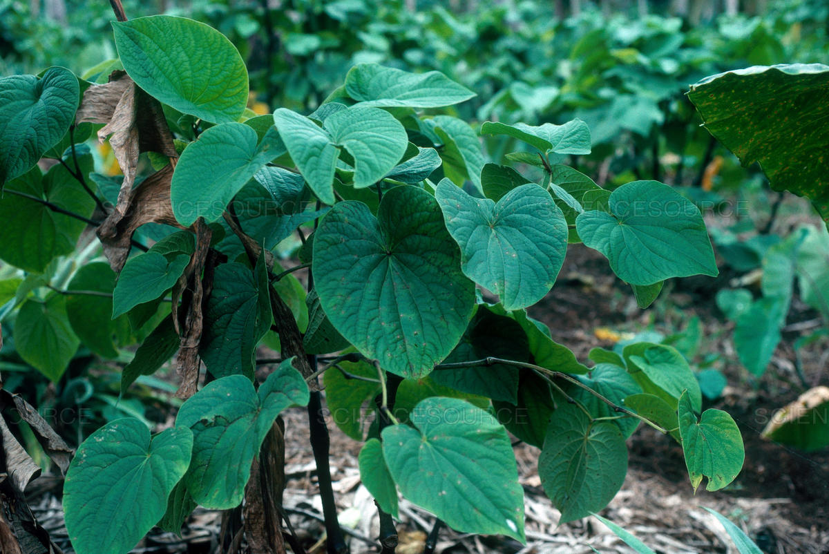 Kava Kava (Piper methysticum)