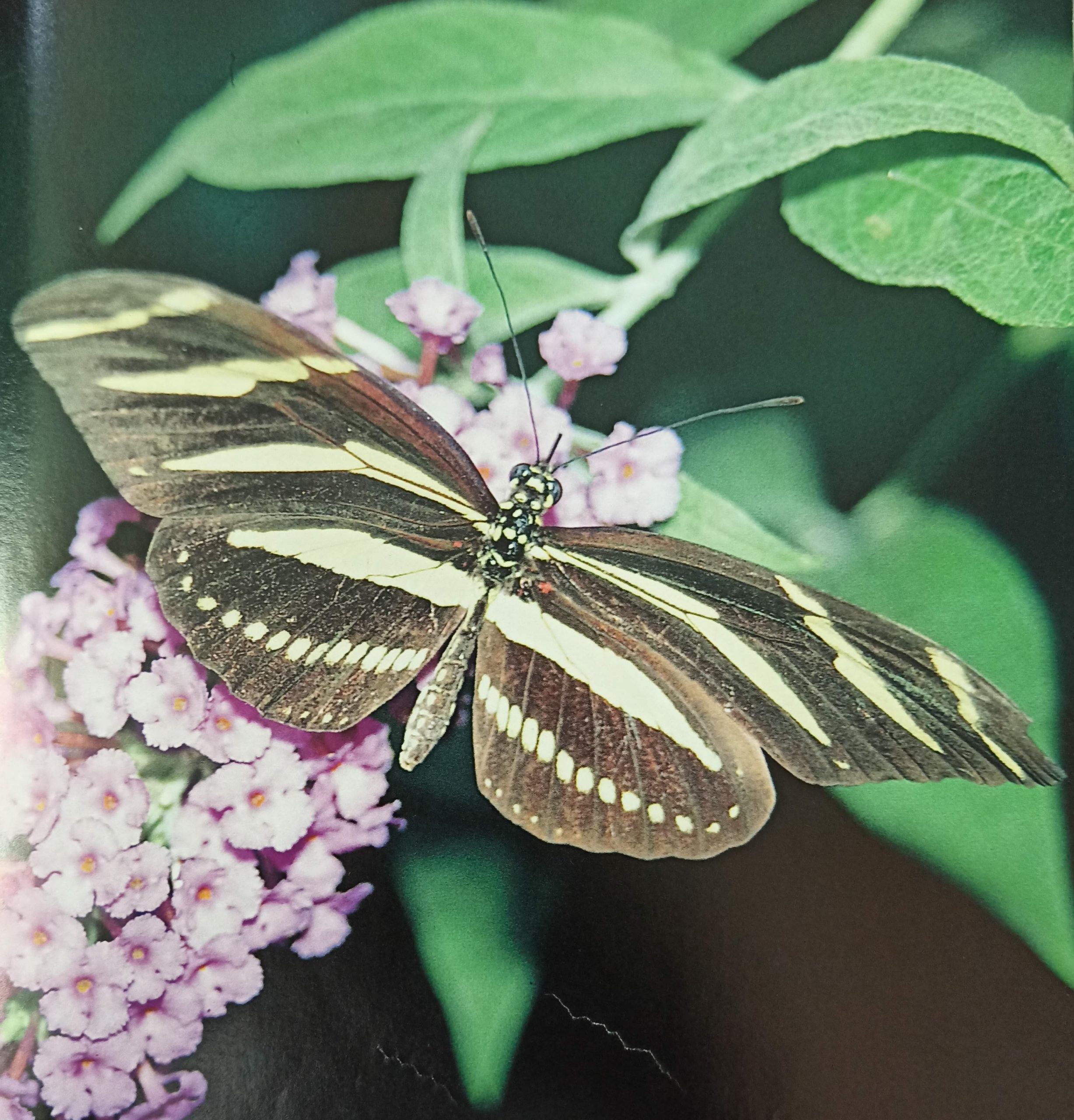 Zebra Longwing Butterfly Life Cycle
