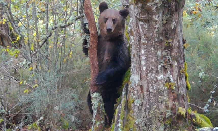 Rare Brown Bear Seen in Spain after 150 Years