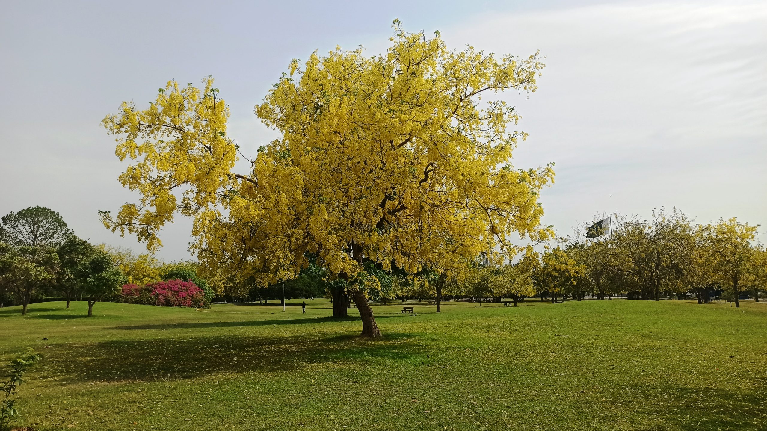 Spectacular Yellow Flowering Golden Chain Tree