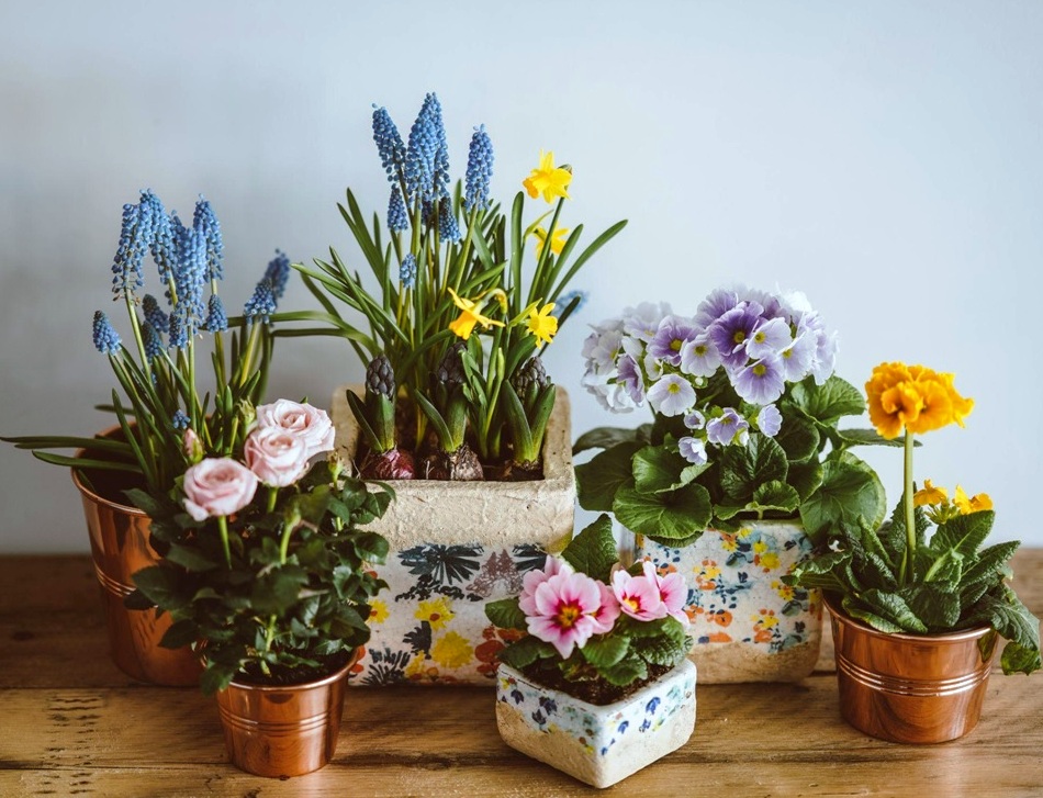 Top Dorm Room Plants and Flowers for College Students