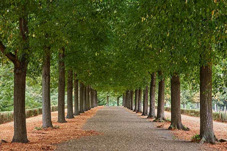 The American Basswood Tree