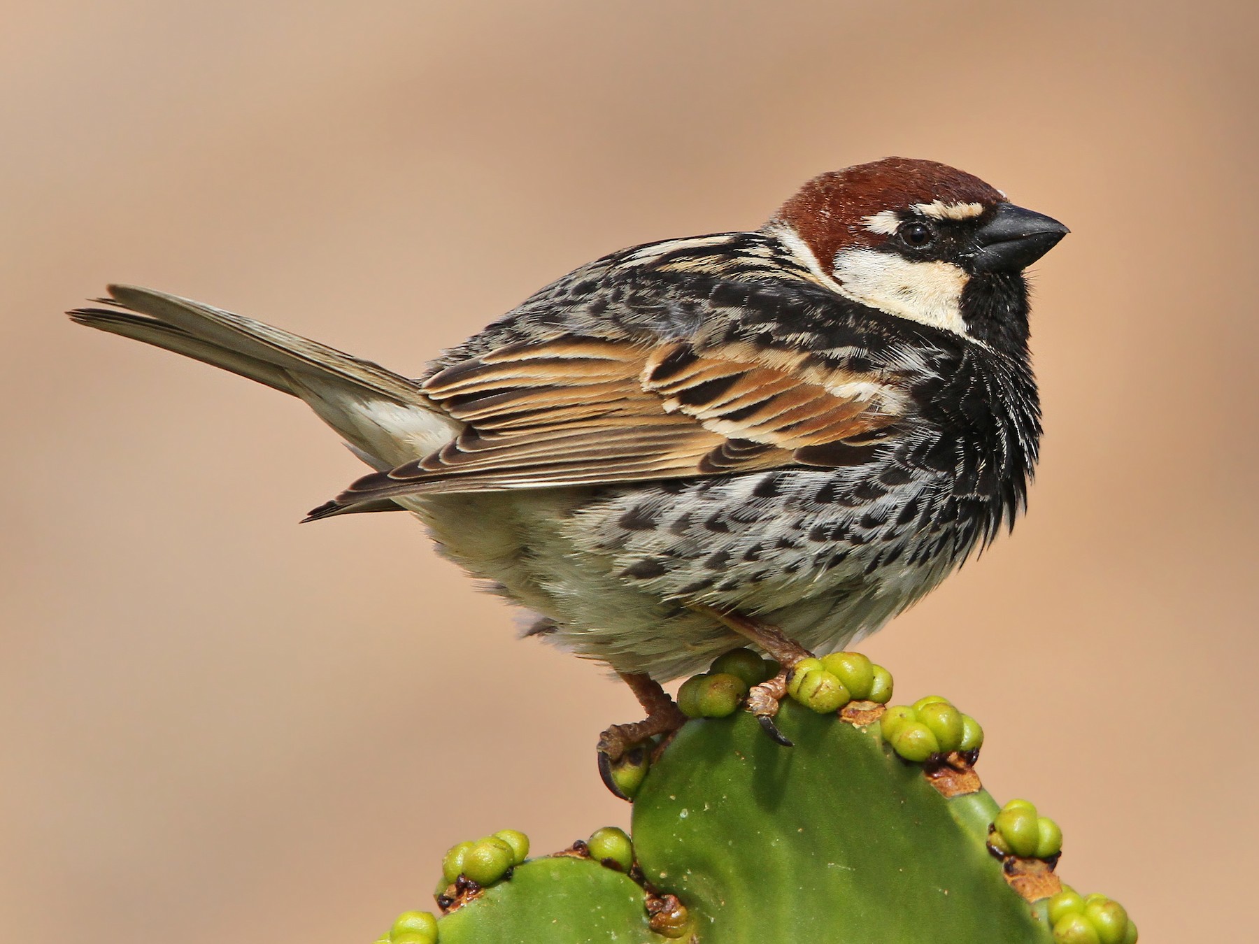Spanish Sparrow (Passer hispaniolensis)