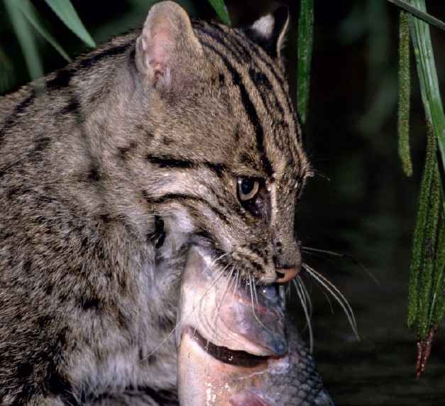 Fishing Cat (Prionailurus viverrinus)