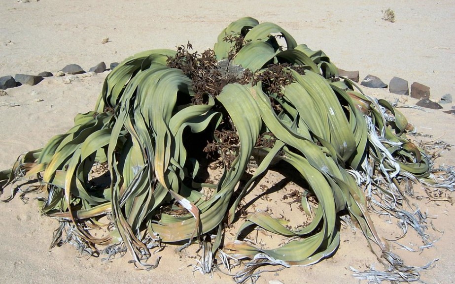 Rare Flowers Names with Images