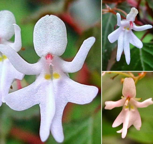 Rare Flowers Names with Images