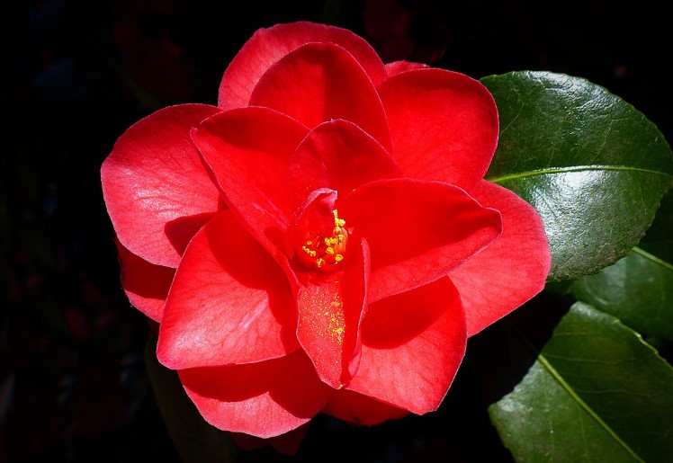 Rare Flowers Names with Images