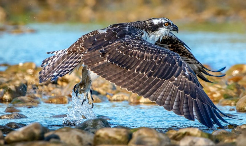 Types of Osprey Calls A Guide to Understanding Osprey Communication
